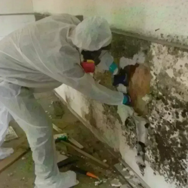 Mold Remediation and Removal in Paradis, LA